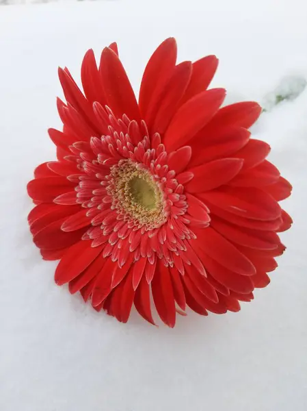 Karda Gerbera