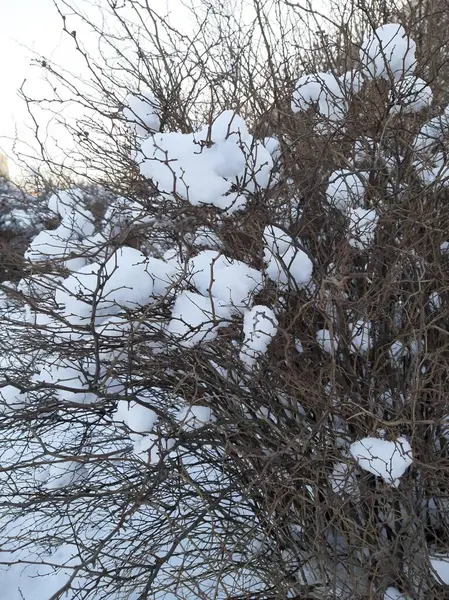 Spirea Nieve —  Fotos de Stock