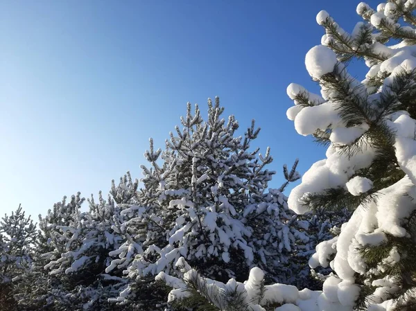 Sosny Śniegu Parku — Zdjęcie stockowe