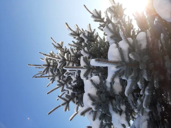 Сосны Снегу Парке — стоковое фото