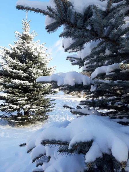 公园里雪地里的松树 — 图库照片