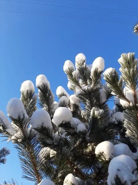 公园里雪地里的松树 — 图库照片