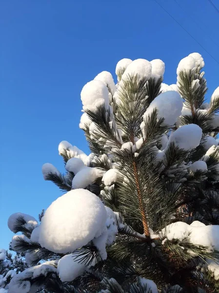 Сосны Снегу Парке — стоковое фото