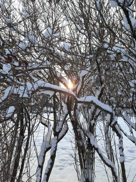 Kışın leylak dallarının ortasında bir güneş ışığı.