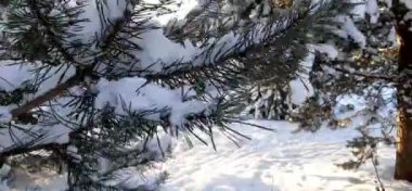 Noel ağacının dalından kar yağıyor.