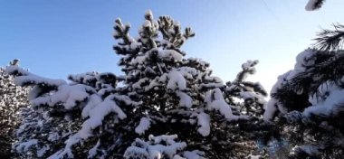 Kış güneşi çam dallarının arasında parlıyor.