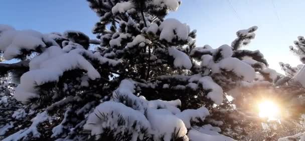 Winter Sun Shines Snow Covered Branches Pine Blue Sky — Stock Video
