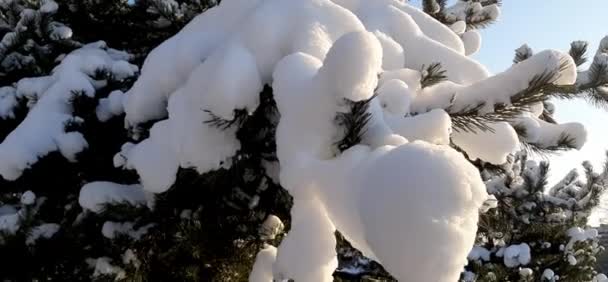 Pine Branch Heavy Snow — Stock Video