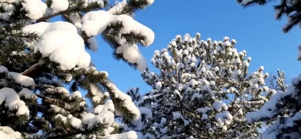 Mavi Gökyüzünün Arka Planında Karla Kaplı Çam Noel Ağaçları — Stok video