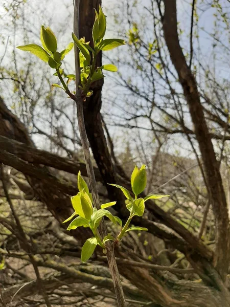Bahar. İlk filizler ağaçlarda