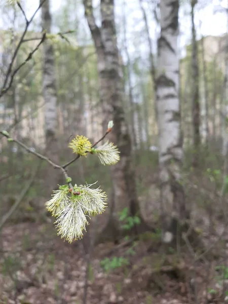 Bahar. İlk filizler ağaçlarda