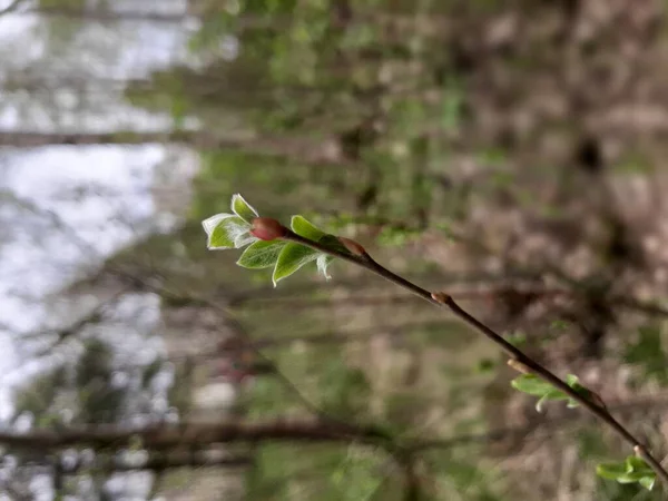 Bahar. İlk filizler ağaçlarda
