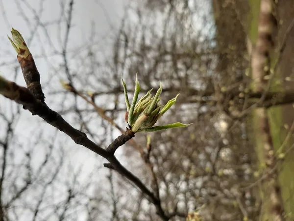 Primavera Primeiros Tiros Árvores — Fotografia de Stock