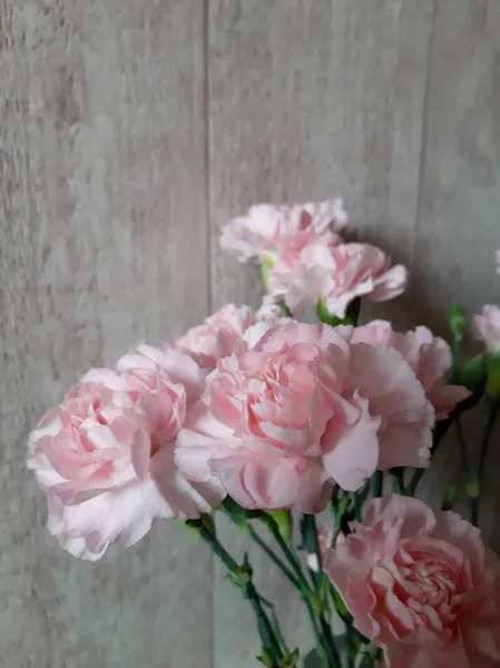 Bir buket narin pembe karanfil.