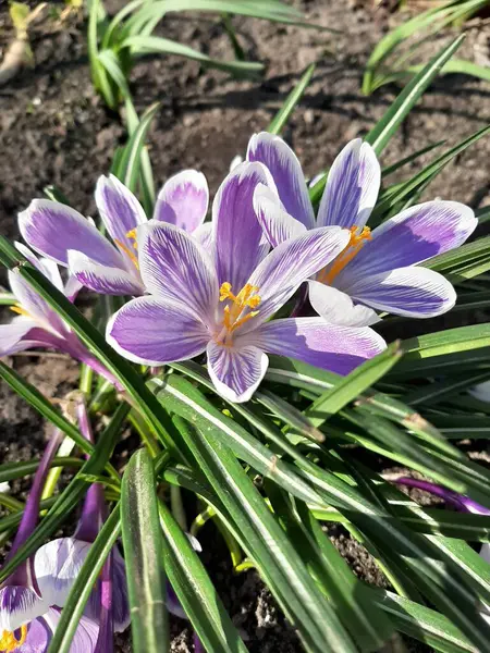 Çiçek tarlasında ilkbahar timsahları