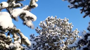 Çam ağaçları, köknar ağaçları ve açık mavi gökyüzü.