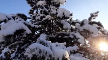 Karla kaplı çam dalları arasında güneş ışığı
