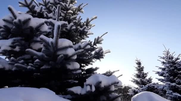 Snow Covered Pine Fir Trees Clear Blue Sky — Stock Video