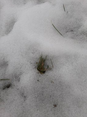 Buzlar çözülsün. Çimlerin üzerinde kar eriyor. Geçen yıl çimenler göründü.