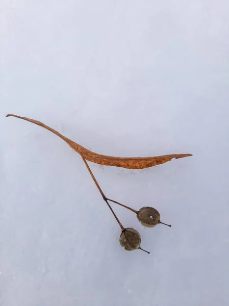 Karda meyveli Linden dalı