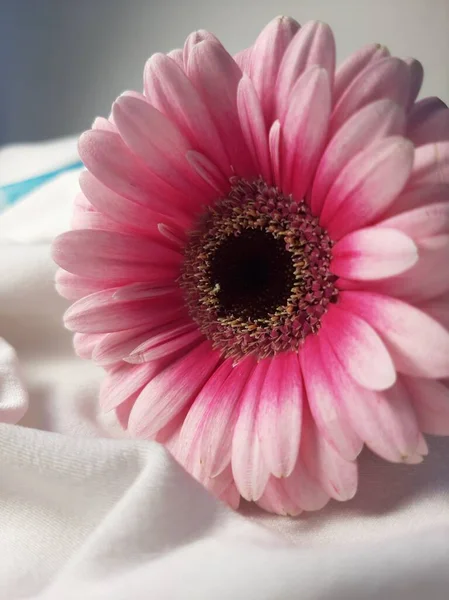 Dalgalı beyaz malzeme üzerine pembe gerbera