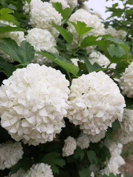 Beyaz büyük ortanca topları