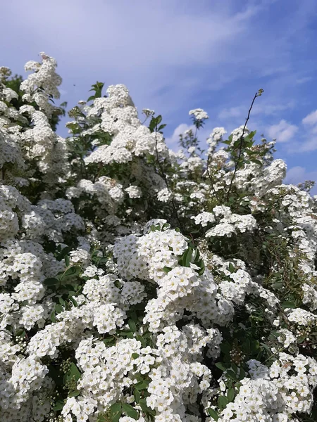 Spirea Wangutta güneşli bir günde çiçek açar.