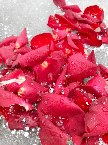 Gül yaprakları karla kaplı buza saçılmış.