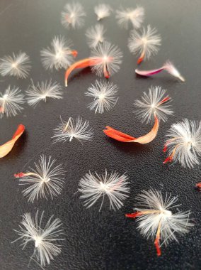 Yumuşak ve kabarık Gerbera çiçek tohumları