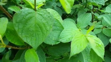 Çim çalılarının yaprakları yağmurdan ıslanmış.