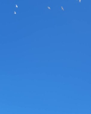       Fildişi martılar açık mavi gökyüzünde uçar