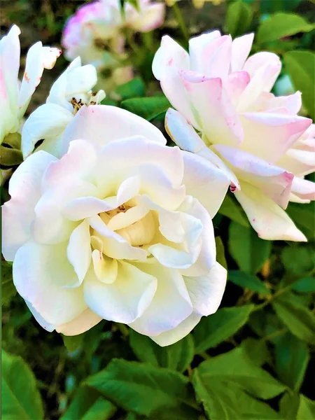 Çiçek açmış güzel beyaz güller