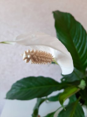  Spatthiphyllum. Kadınların mutluluğu. Beyaz şefkat