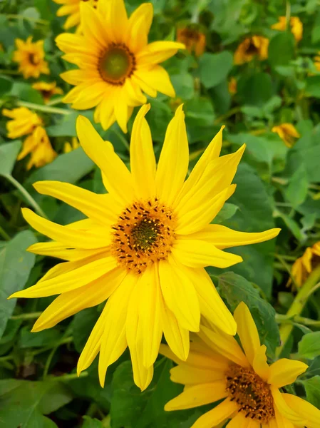 Bir yaz günü açan ayçiçeği