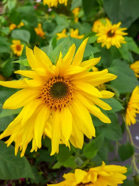 Bir yaz günü açan ayçiçeği