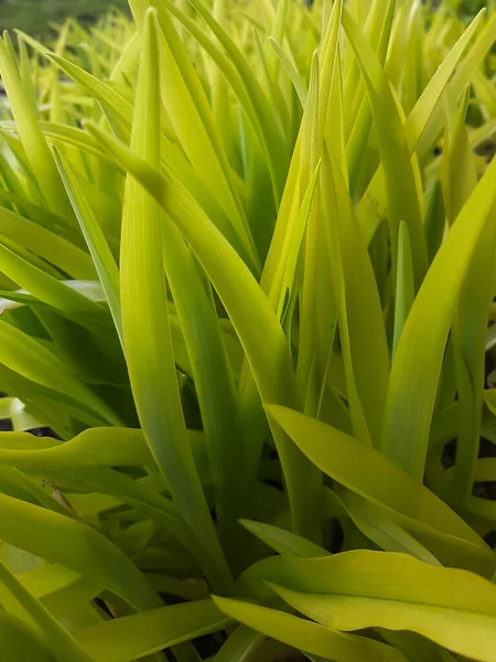 Yeşil bitki yaprakları yakın.