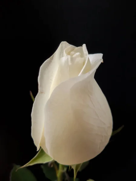 Siyah arkaplanda beyaz gül