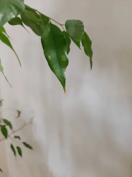 Yeşil yapraklı bir dal, yanan bir duvara yaslanmış.