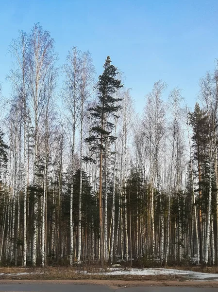 Bahar ormanı. Mavi gökyüzünün arka planında huş ağaçları ve çam ağaçları
