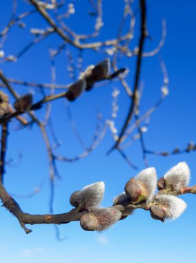 Marş. Söğüt tomurcukları ortaya çıktı