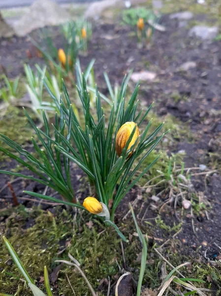 Bahar çiçekleri timsahları. Mart ayı..