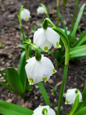 Nisan ayının ilk bahar çiçekleri belotsvetnik
