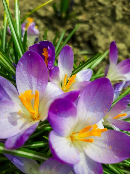 Bunte Krokusse Blumenbeet — Stockfoto