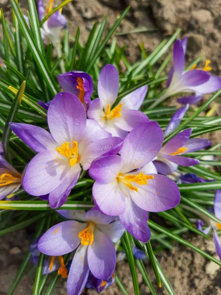 Çiçek tarlalarında renkli timsahlar