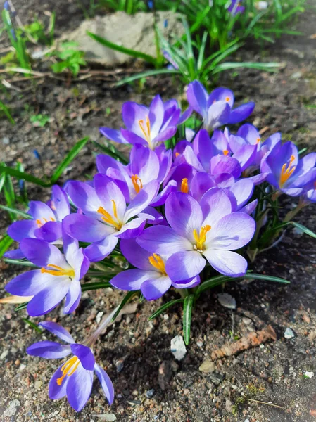 Croces Coloridos Macizos Flores — Foto de Stock