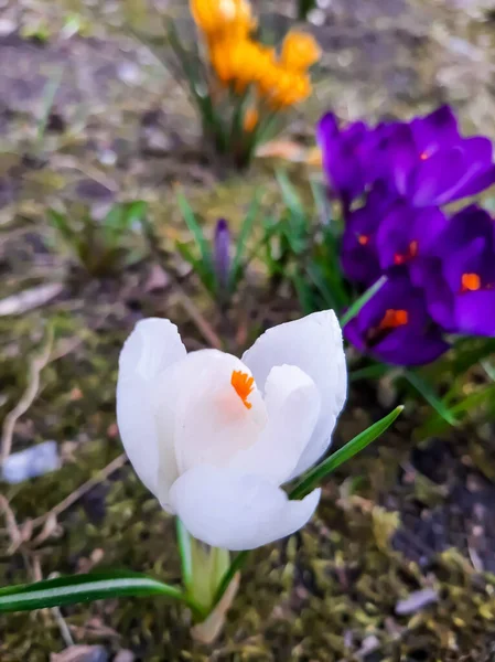 Çiçek Tarlalarında Renkli Timsahlar — Stok fotoğraf
