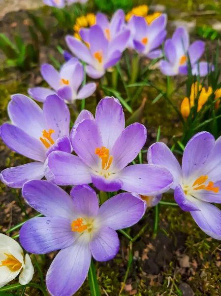 Çiçek Tarlalarında Renkli Timsahlar — Stok fotoğraf