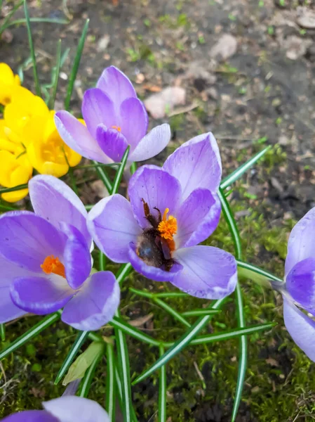 Nisanda Kır Çiçeğindeki Yaban Arısı — Stok fotoğraf