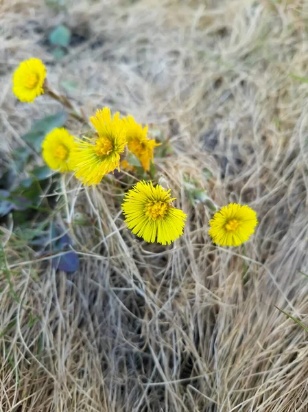 Madre Matrigna Fiori Aprile — Foto Stock