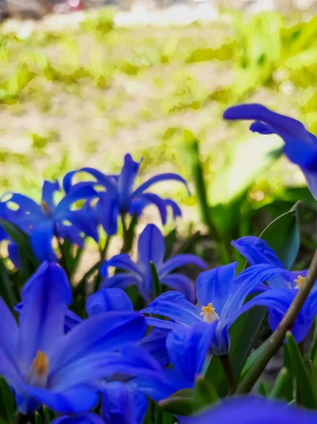 Bahar çiçekleri Chionodoxa çiçek açtı